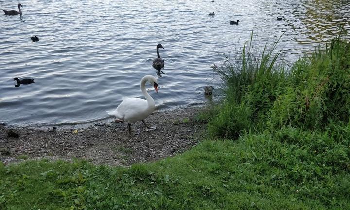 Fasaneriesee
