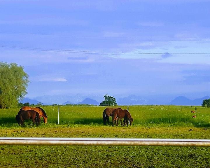 Tafernwirtschaft Aschauer
