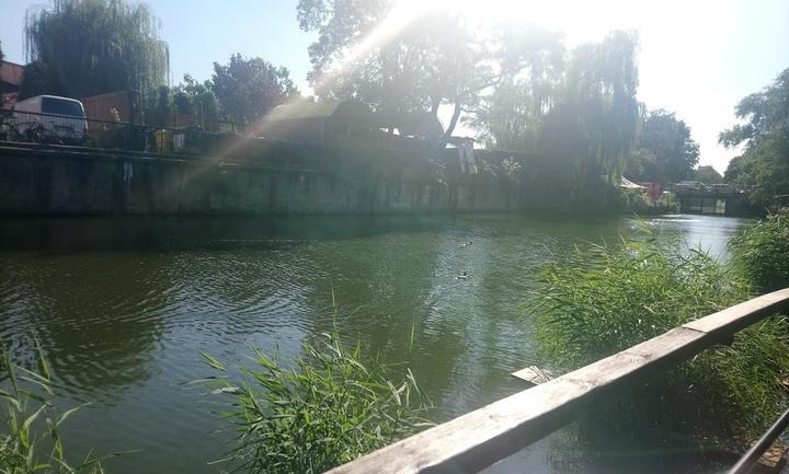 Freischwimmer